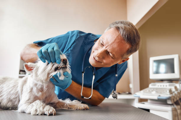 Best 24-Hour Emergency Dentist in Dentsville, SC